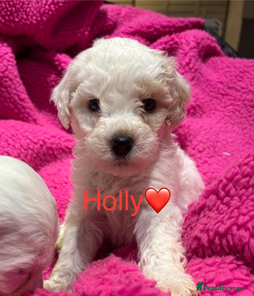 Cockapoo dogs for sale: 💛*COCKERPOO’S READY NOW in Cheshire*💛🏡 - Advert 16