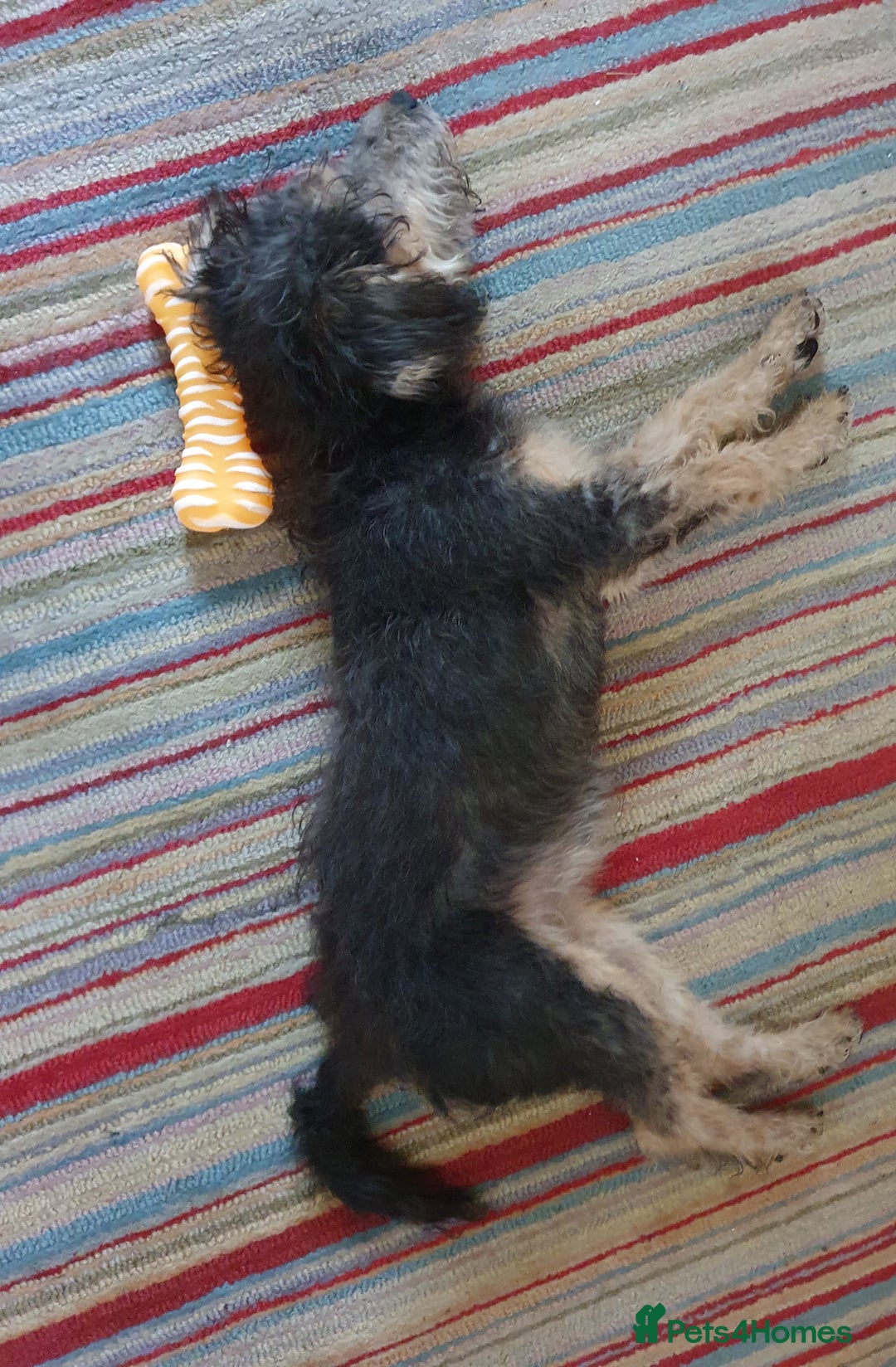 Mixed Breed dogs for sale: A loving home required!  - Image 4