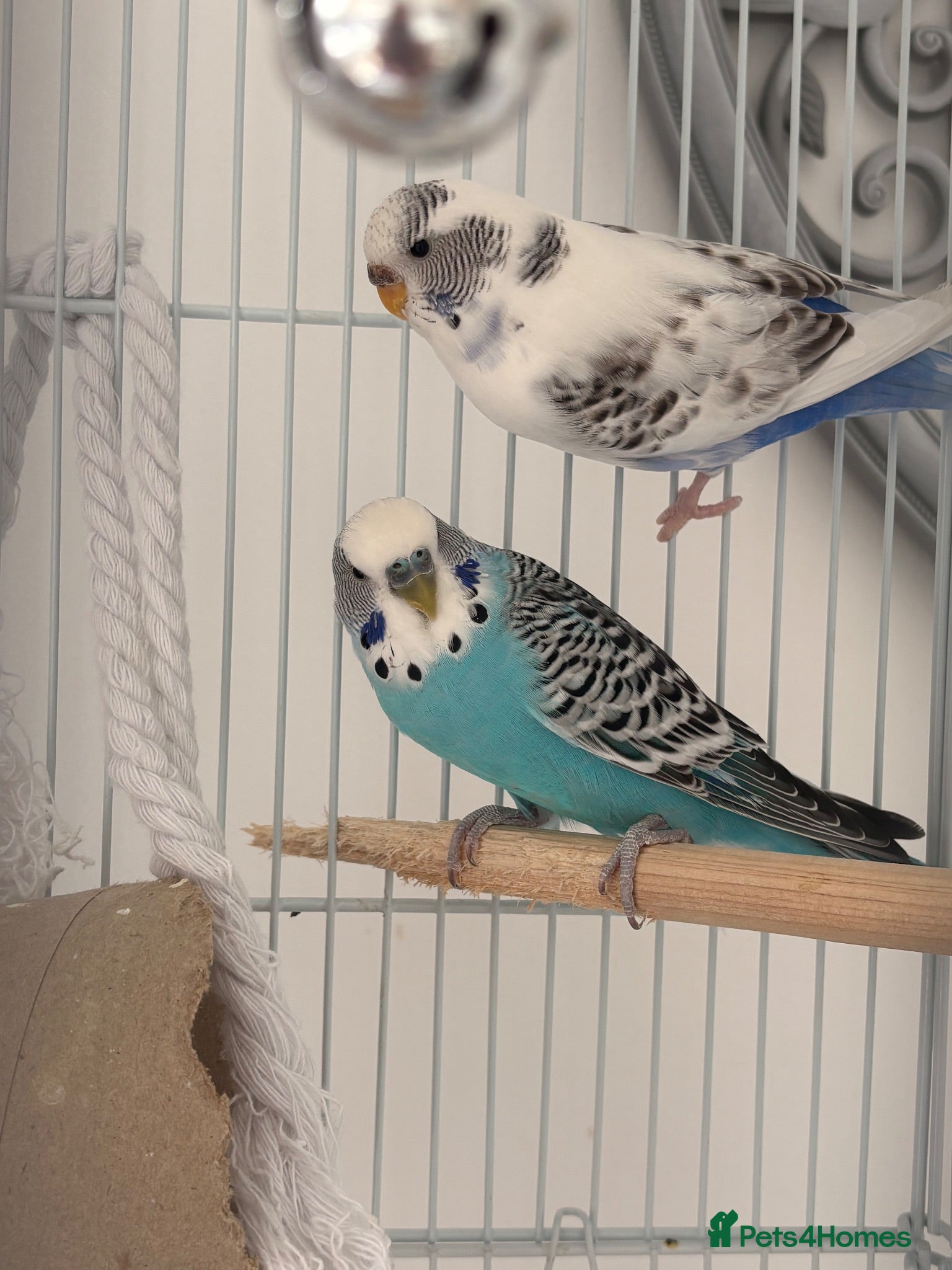 Budgerigars birds 2 Budgies (EVERHTHING INCLUDED) - Advert 3