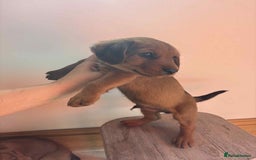 Mixed Breed dogs for sale: Beautiful puppies available  - Image 1