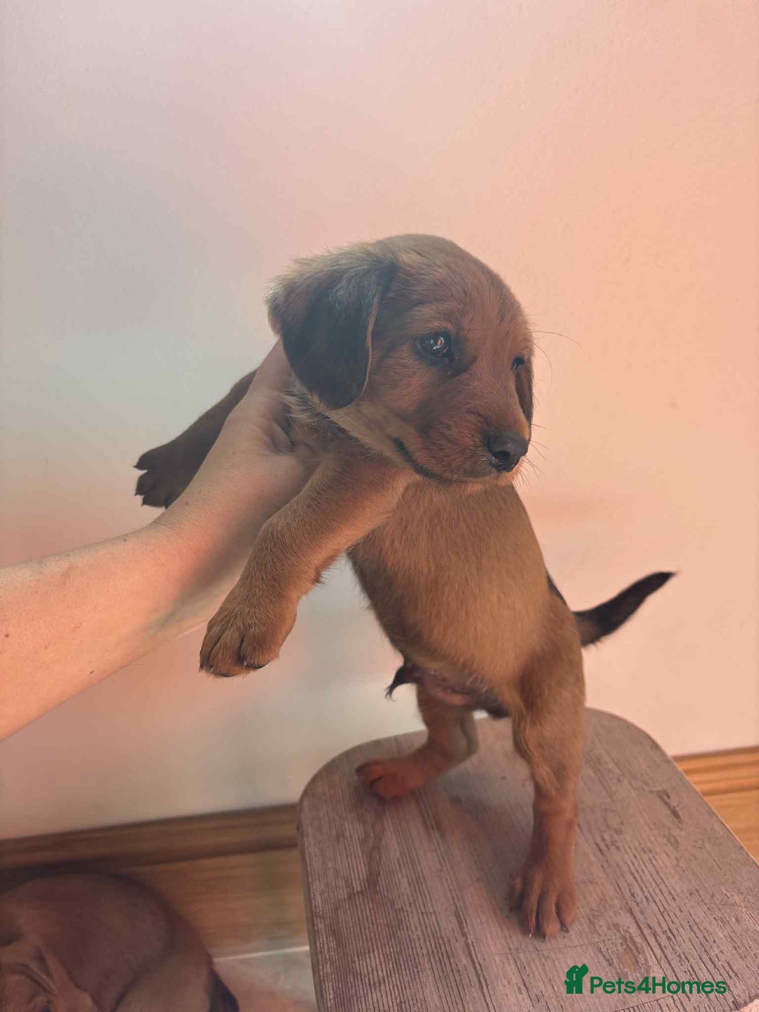 Mixed Breed dogs for sale: Beautiful puppies available  - Image 1