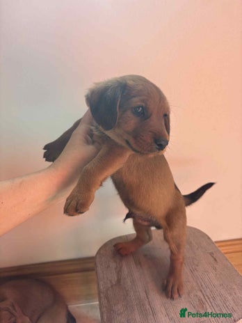 Mixed Breed dogs - Advert 1