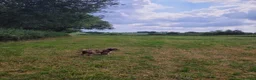Cockapoo dogs for sale: 10 month old Cockapoo  in Crediton - Advert 12