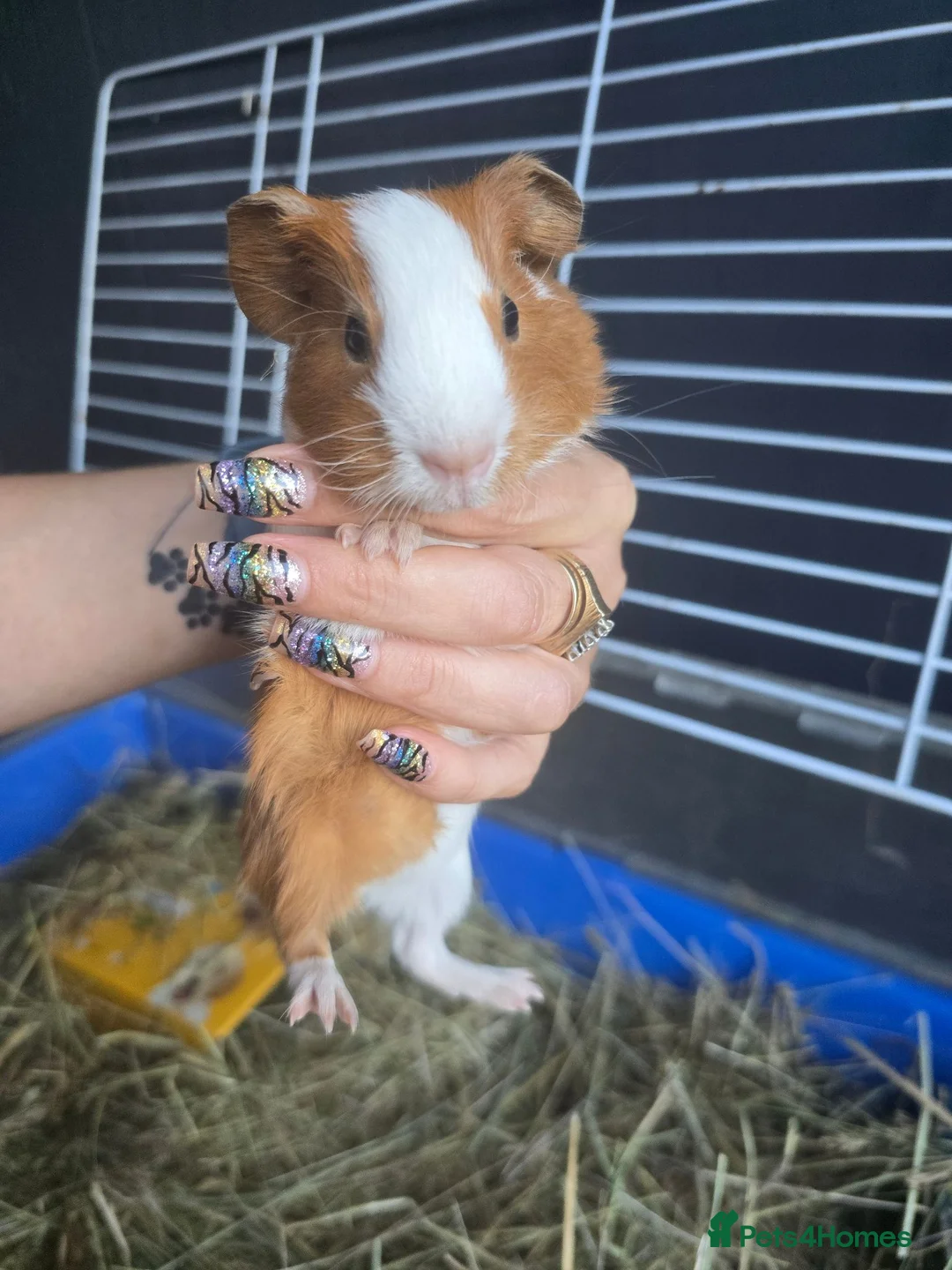 Guinea Pig rodents for sale: Guinepig babies  - Advert 2