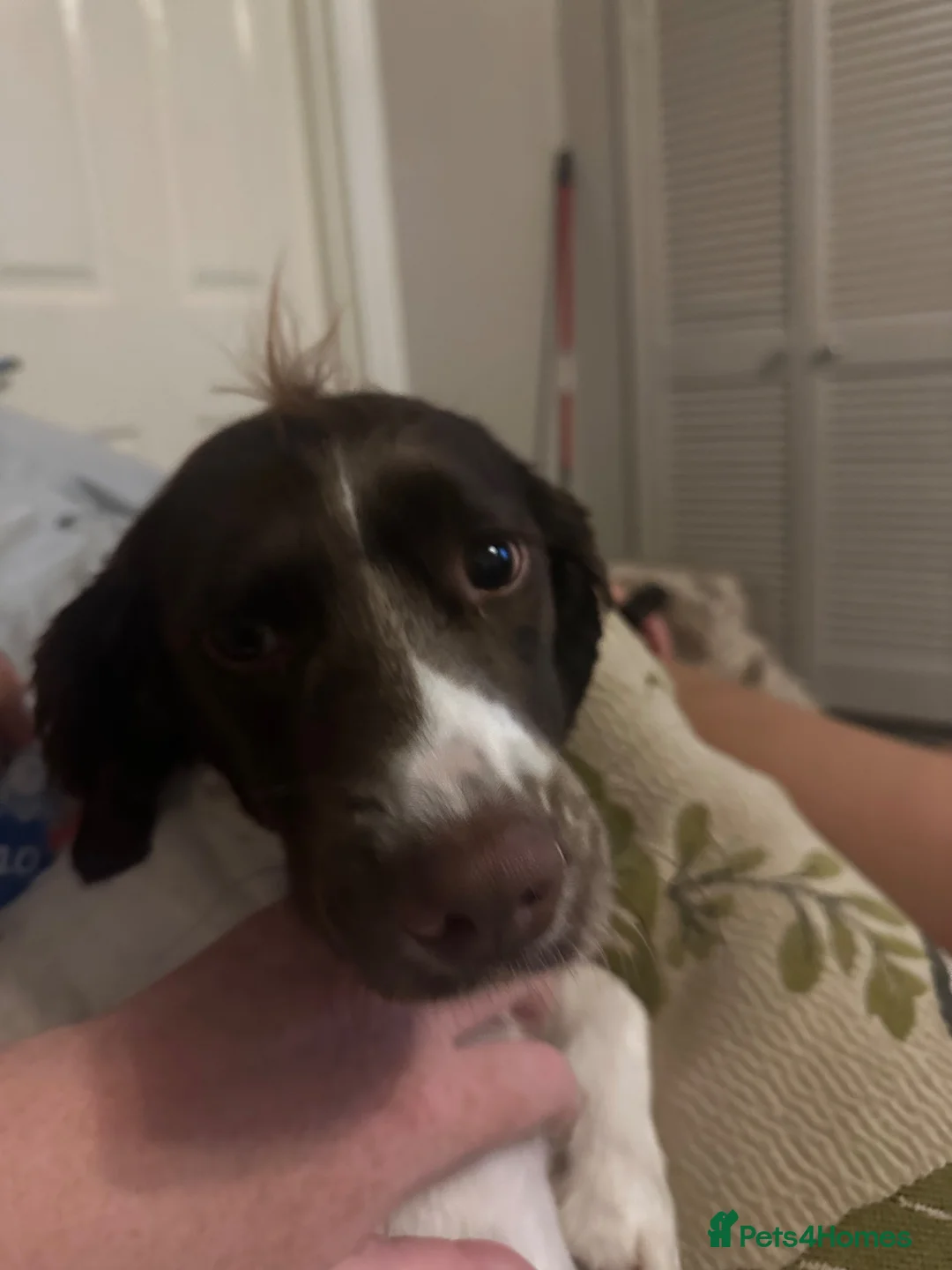 English Springer Spaniel dogs for sale: Springer Spaniel  - Advert 2
