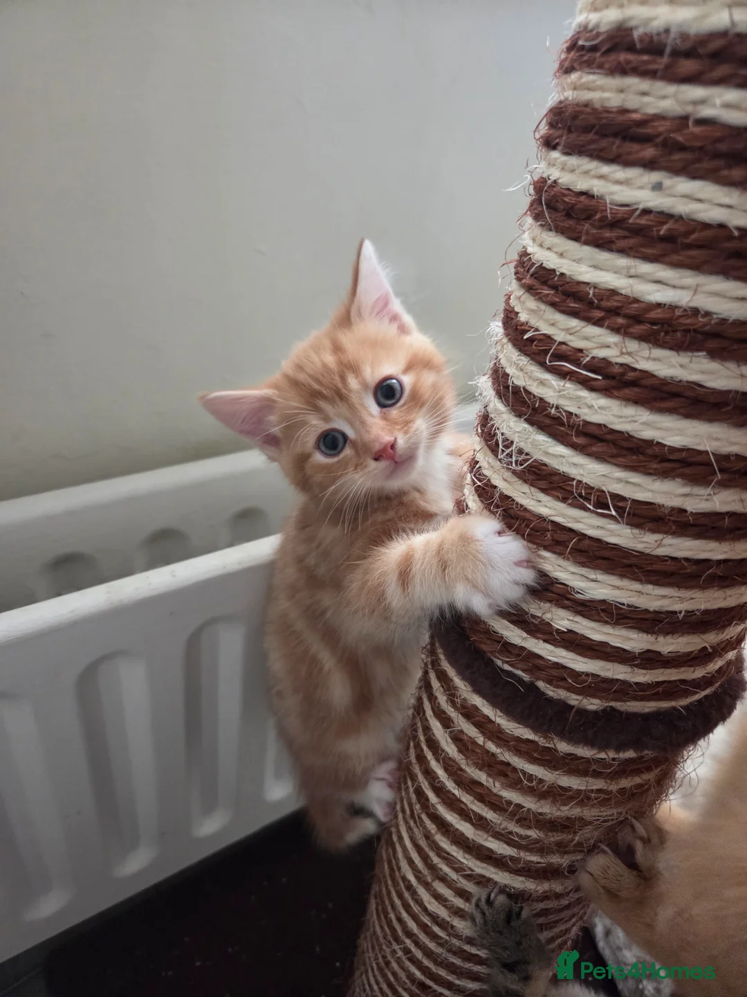 Mixed Breed cats for sale: Stunning male kitten - Advert 7