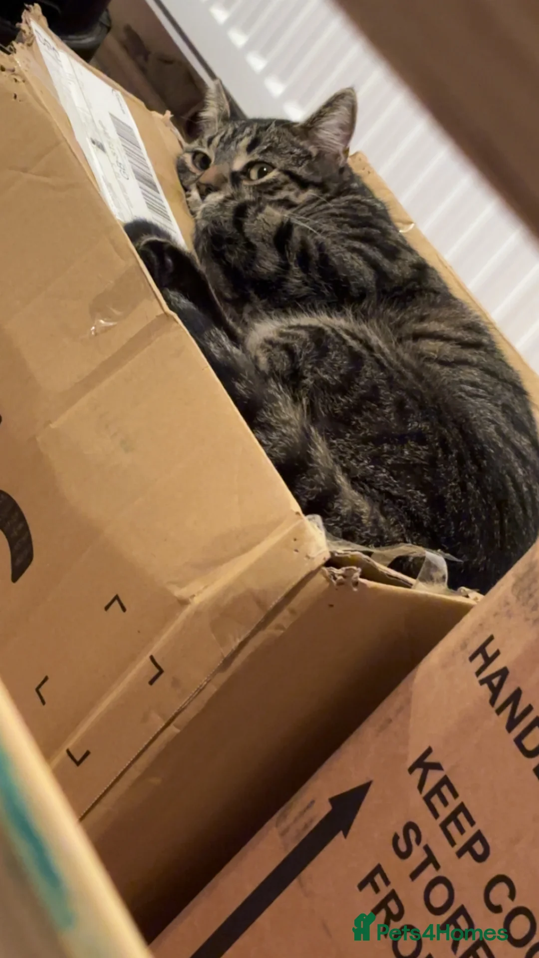 Domestic Shorthair cats for sale: cat for rehome  - Advert 4