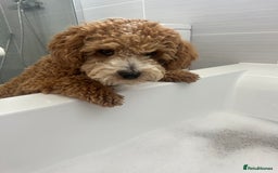 Cockapoo dogs for stud: Bruno  - Image 5