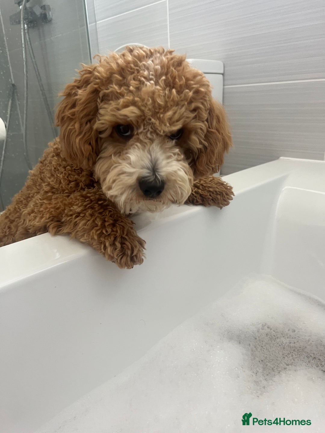 Cockapoo dogs for stud: Bruno  - Image 5