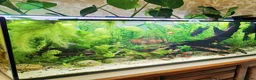 Other/Mixed Breed fish for sale: 240lt pro aquascape aquarium + fish - Advert 1