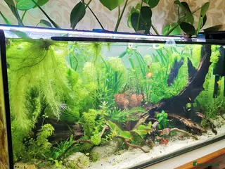 Other/Mixed Breed fish 240lt pro aquascape aquarium + fish - Advert 6