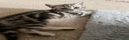 British Shorthair cats for sale: British Blue Shorthair Silver Tabby kittens - Advert 13