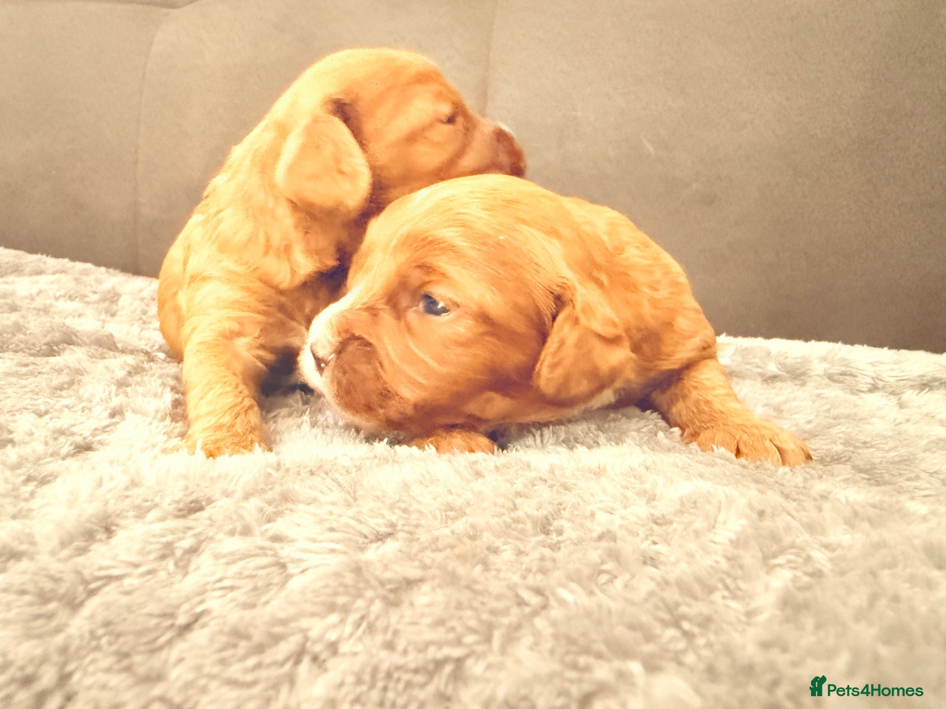 Cavapoo dogs Cavapoo f1 health tested 5* incensed  - Advert 1
