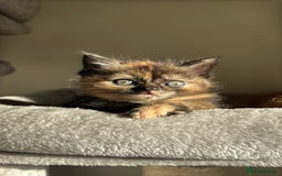 Persian cats for sale: mixed bombay and persian kittens  - Image 24