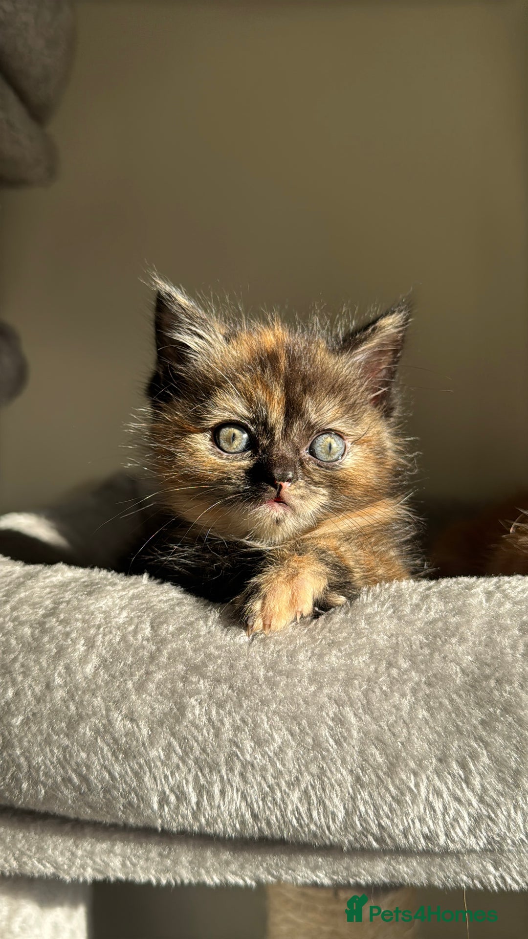 Persian cats for sale: mixed bombay and persian kittens  - Image 24