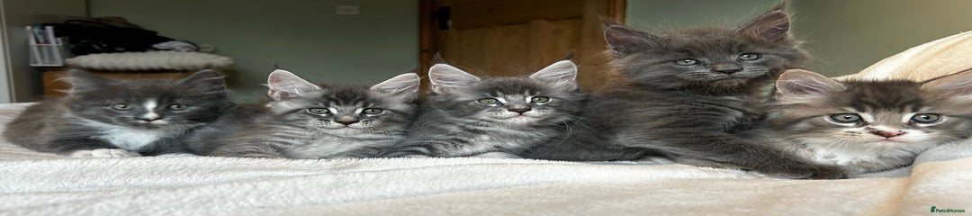 Maine Coon Kitten 5