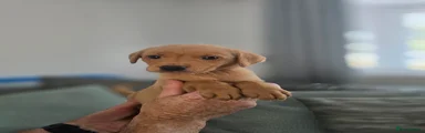 Labrador Retriever 2