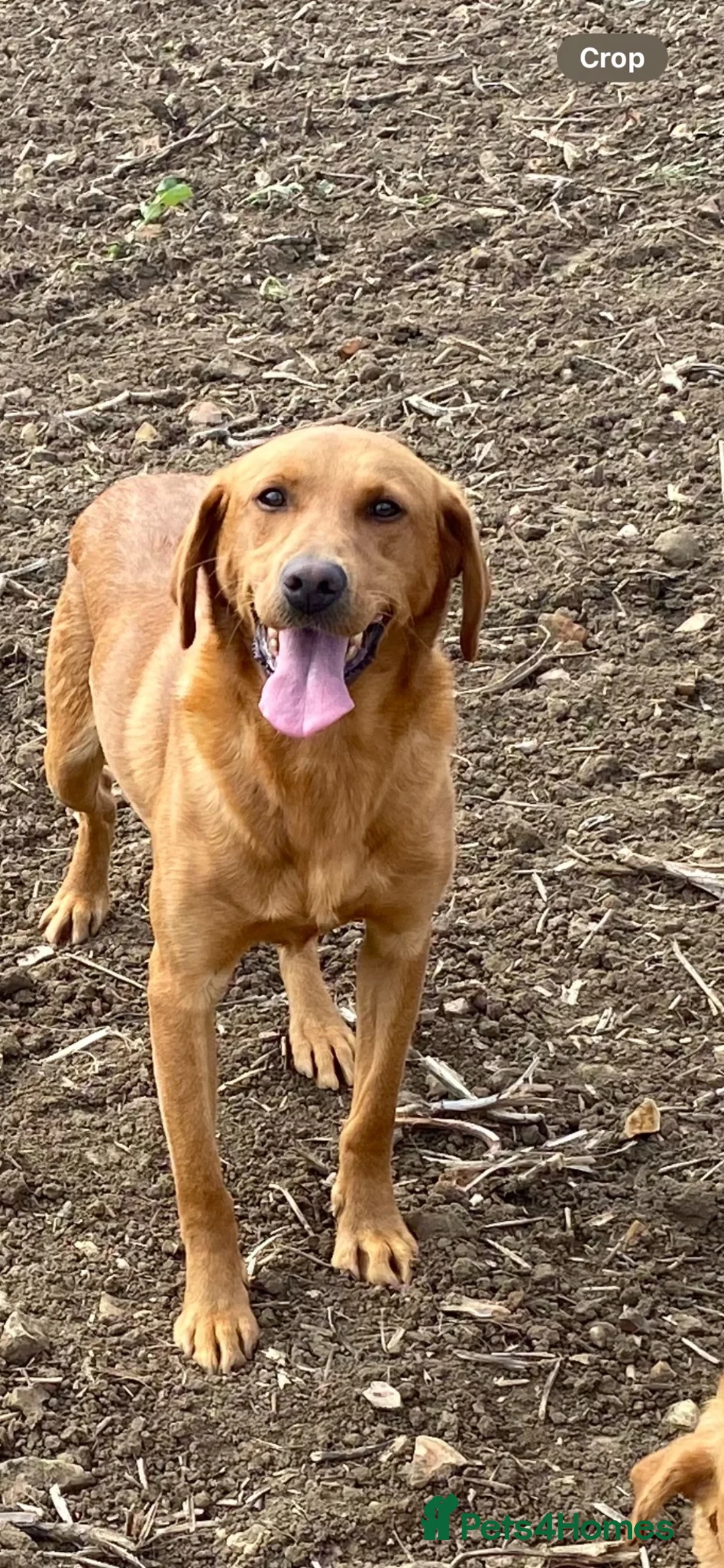Labrador Retriever dogs for sale: Red fox Labrador males  in Dereham - Advert 3