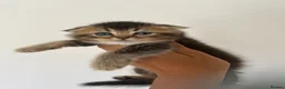 Scottish Fold cats for sale: Scottish Kittens Looking for Loving Homes in Dartford - Advert 3