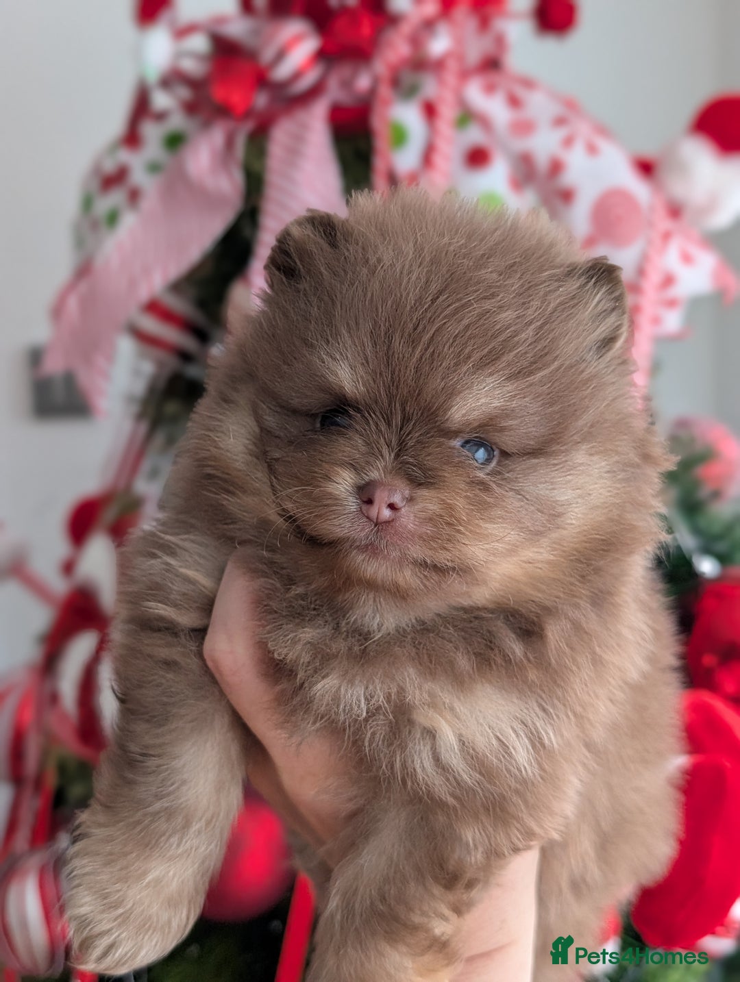 Pomeranian dogs for sale: All pups reserved  - Advert 2