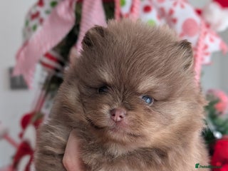 Pomeranian dogs Quality Pomeranian puppies - Advert 1