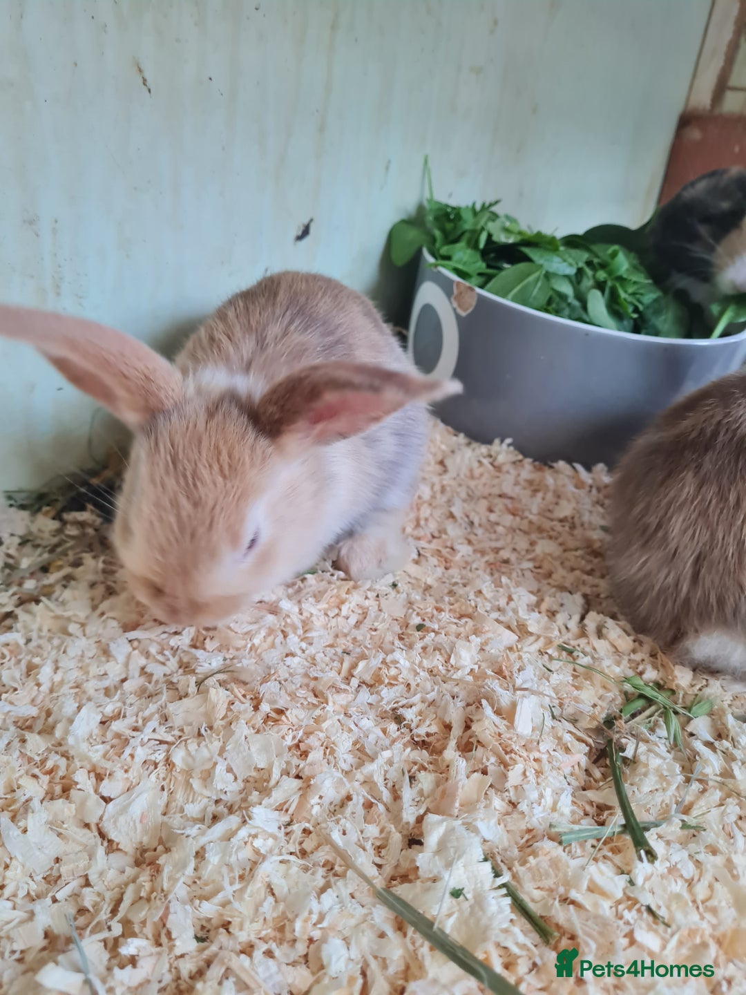 Mixed Breed rabbits for sale: Rex cross mini lop - Image 1