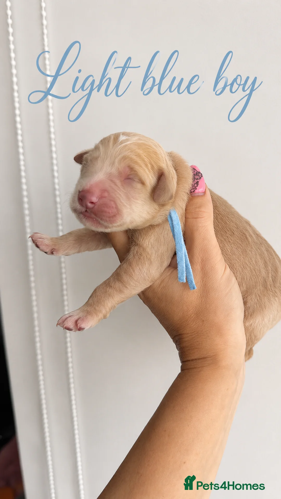 Goldendoodle dogs for sale: F1 Goldendoodle Puppies Reservations Now Open - Advert 34