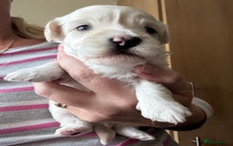 Maltipoo dogs for sale: Maltipoo puppies - Image 8
