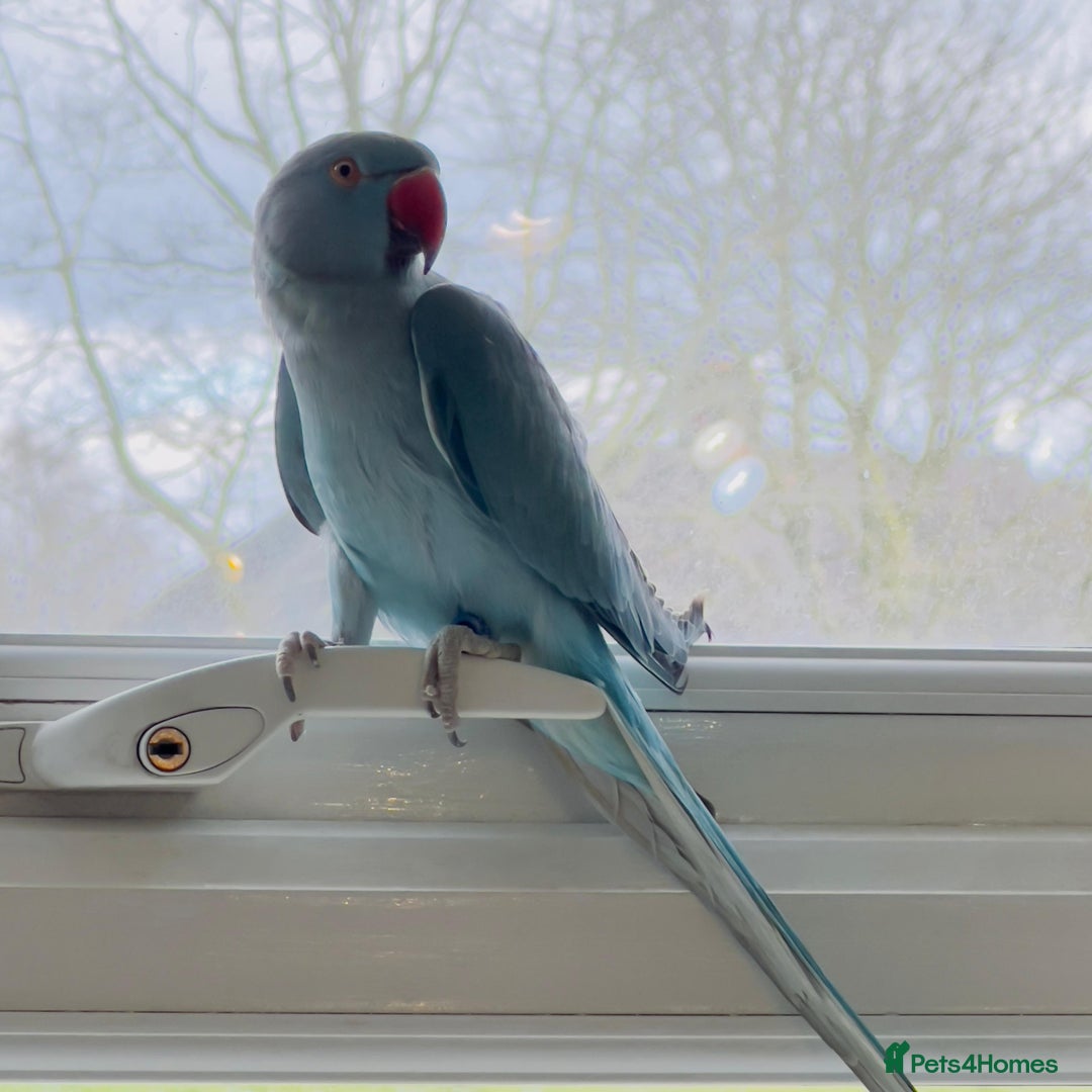 Ringnecks birds for sale: Indian ring neck parrots for sale 🦜❤️ - Advert 2