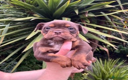 Olde English Bulldogge dogs for sale: RAINBOW OLD ENGLISH LITTER !!! - Image 13