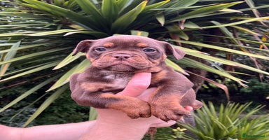 Olde English Bulldogge dogs - Advert 1