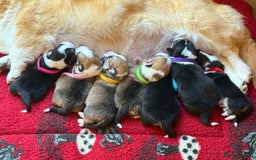 Welsh Corgi Pembroke dogs for sale: Quality Corgi puppies available to loving homes - Image 21