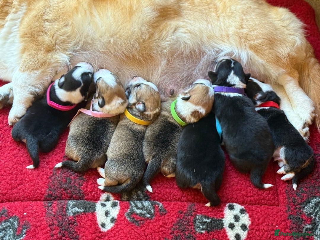Welsh Corgi Pembroke dogs for sale: Quality Corgi puppies available to loving homes - Image 21