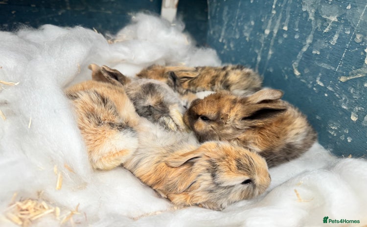 Mini Lop rabbits - Advert 1