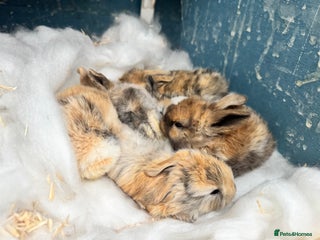 Mini Lop rabbits - Advert 3