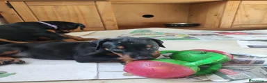Dobermann Puppy 9