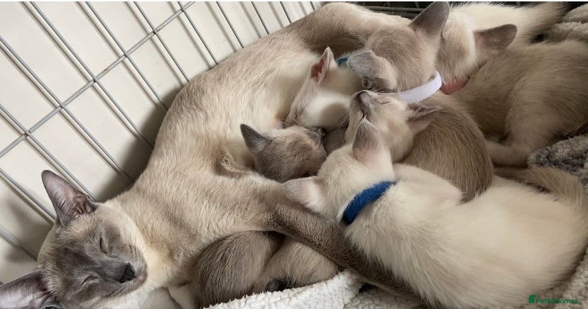 Siamese cats Full Siamese lilac/blue points kittens  - Advert 1