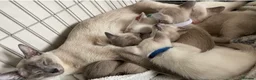 Siamese cats for sale: Full Siamese lilac/blue points kittens  - Advert 1