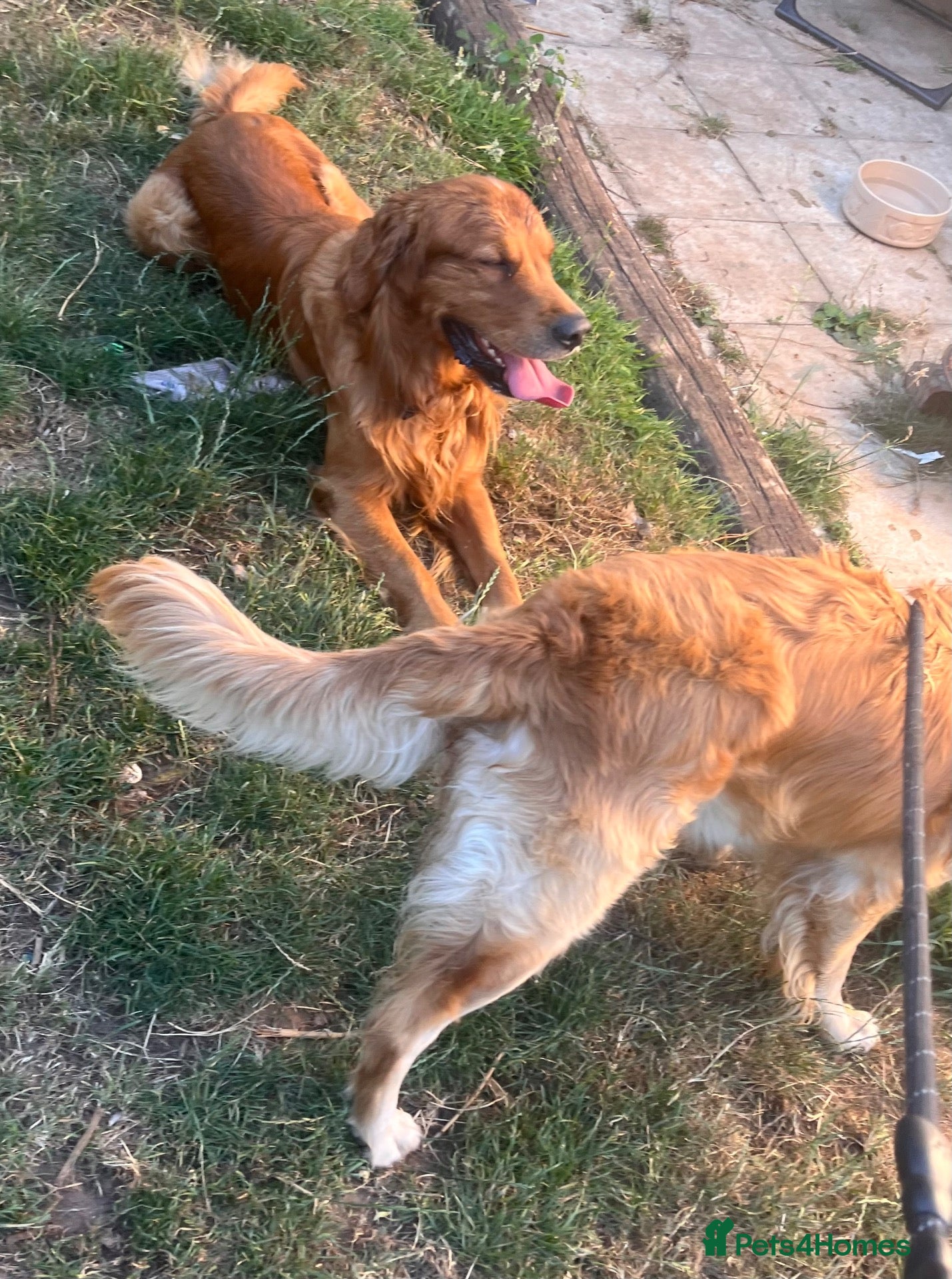 Golden Retriever dogs 🐾 Gorgeous pedigree Golden Retriever Puppies - Advert 2