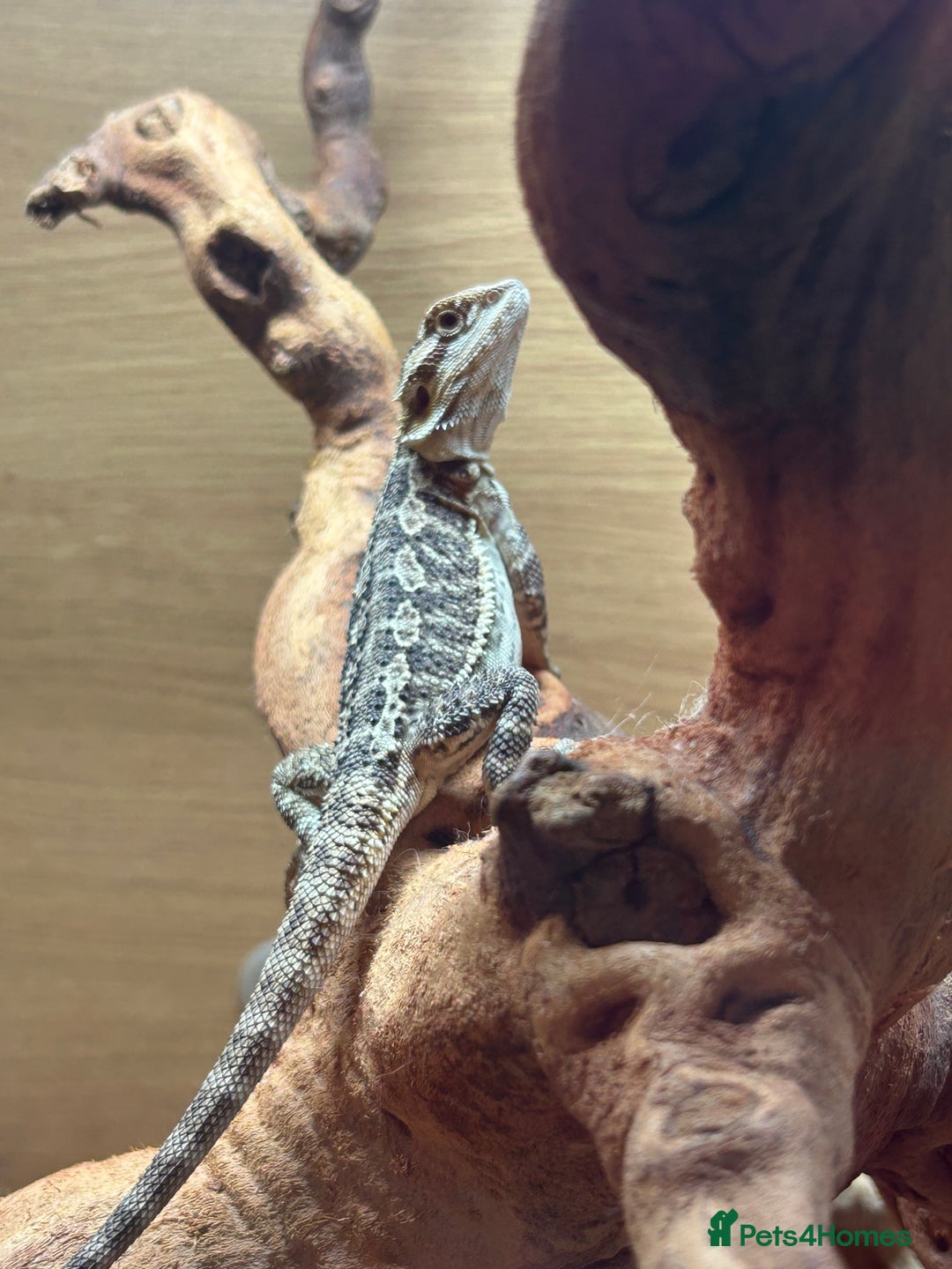 Bearded Dragon reptiles for sale: 6month old bearded dragon  - Advert 3