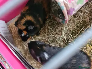 Guinea Pig rodents 2 MALE GUINEA PIGS PLUS CAGE - Advert 1