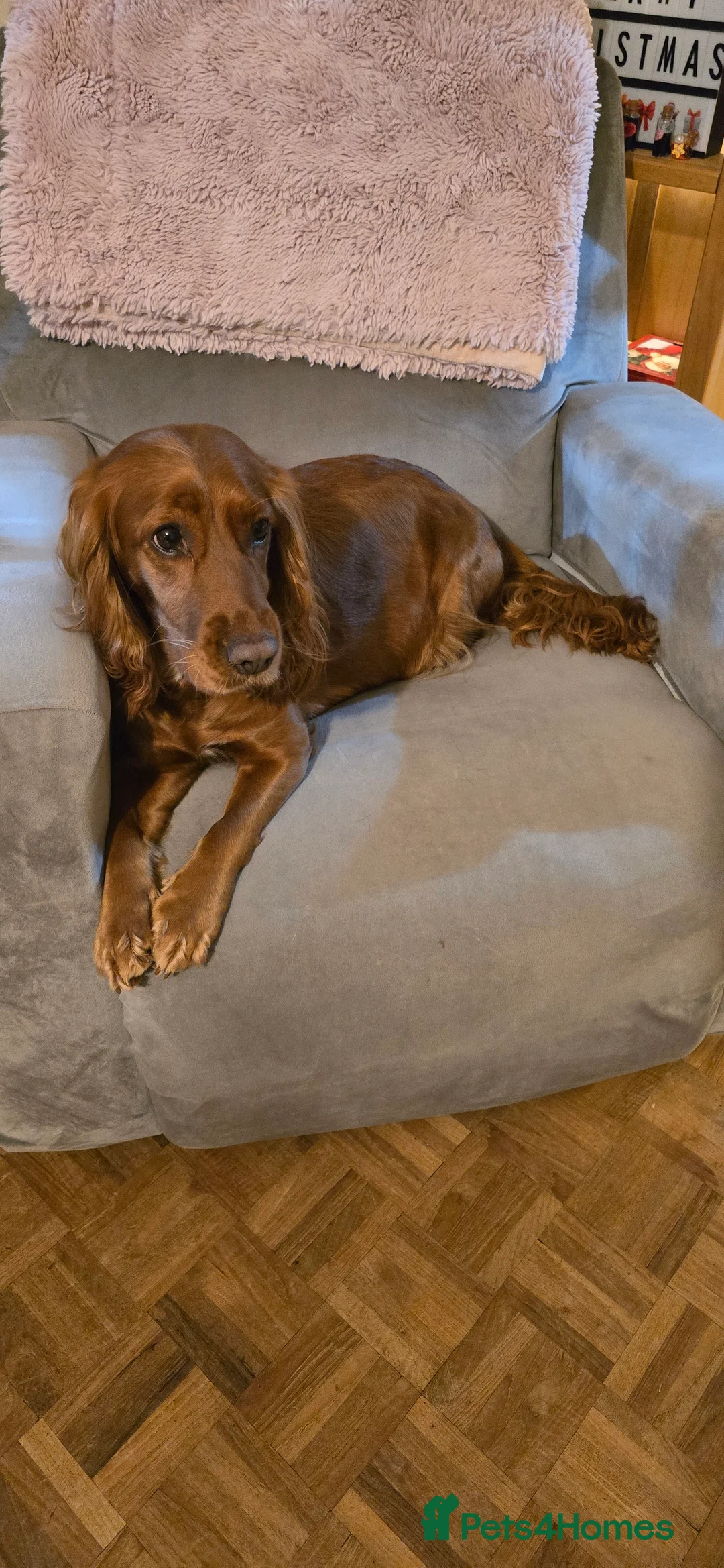 Cocker Spaniel dogs for sale:  4 x MALE Cocker Spaniel puppies  - Advert 2