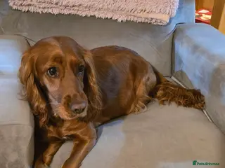 Cocker Spaniel dogs 4 x MALE Cocker Spaniel puppies - Advert 1