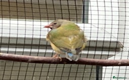 Finches birds for sale: Star finch, Bengalese, Gouldian,  zebra, Java spar - Advert 7