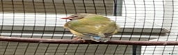 Finches birds for sale: Star finch, Bengalese, Gouldian, strawberry finch - Advert 7