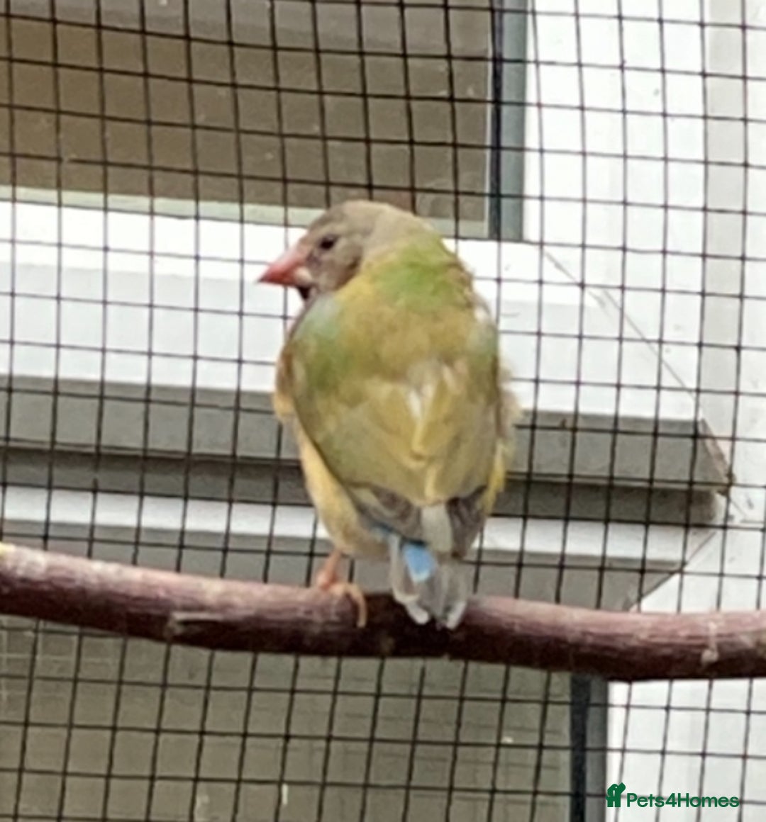 Finches birds for sale: Star finch, Bengalese, Gouldian,  zebra, Java spar - Advert 7