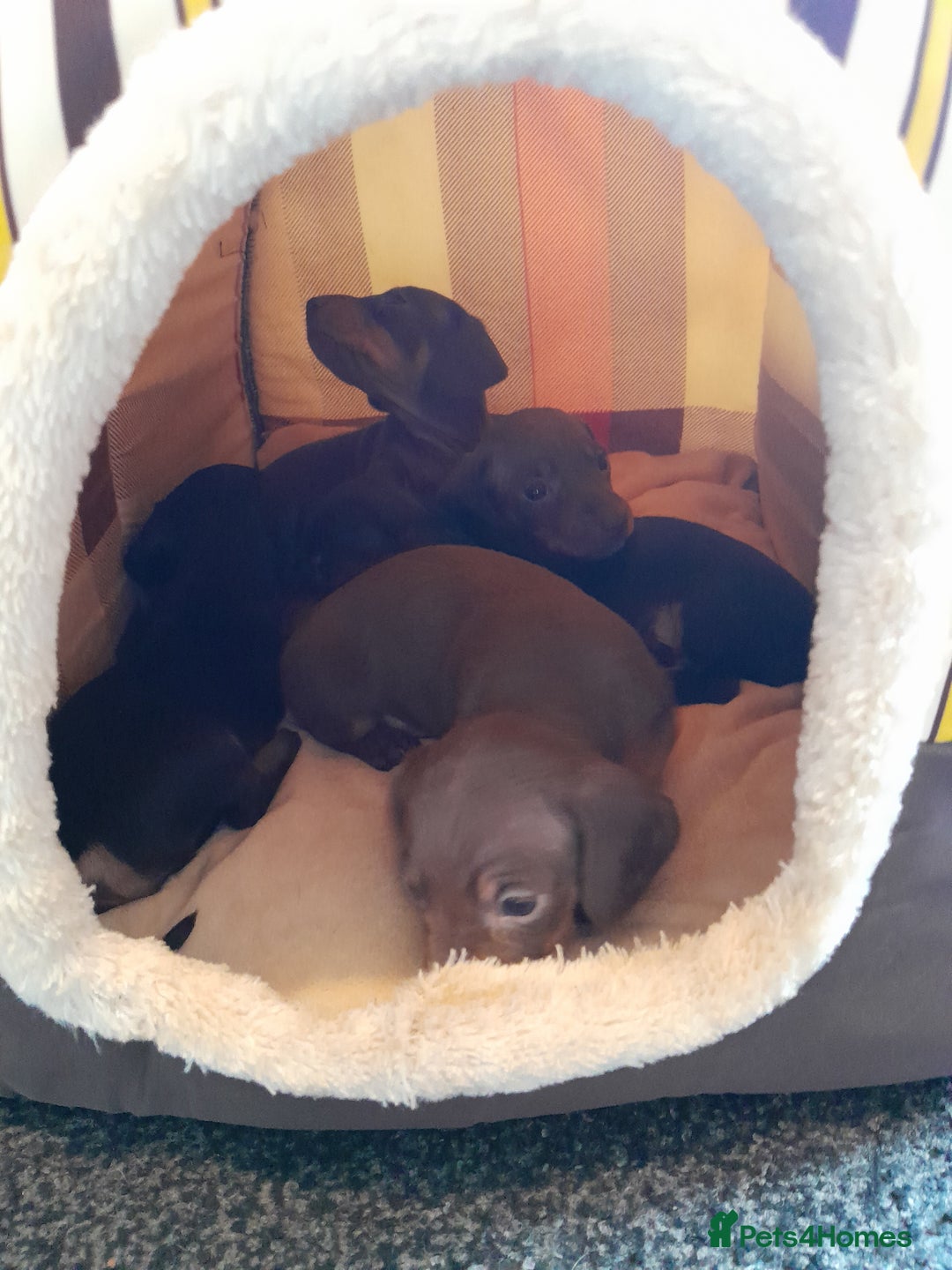 Miniature Dachshund dogs for sale: Miniature dachshunds  - Image 8