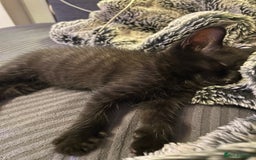 Mixed Breed cats for sale: 🐾 Adorable Kittens Looking for Loving Homes 🐾 - Image 6