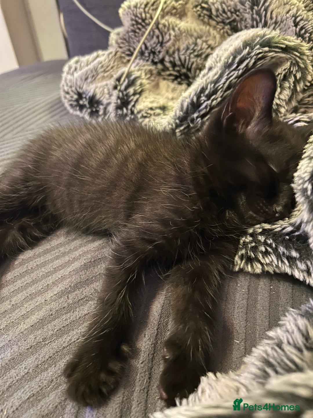 Mixed Breed cats for sale: 🐾 Adorable Kittens Looking for Loving Homes 🐾 - Image 6