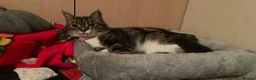 Mixed Breed cats for sale: Winnie and eclipse  - Advert 4